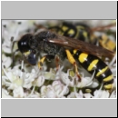 Crabro cribrarius - Grabwespe m08a 13mm OS-Hasbergen Lehmwiese.jpg